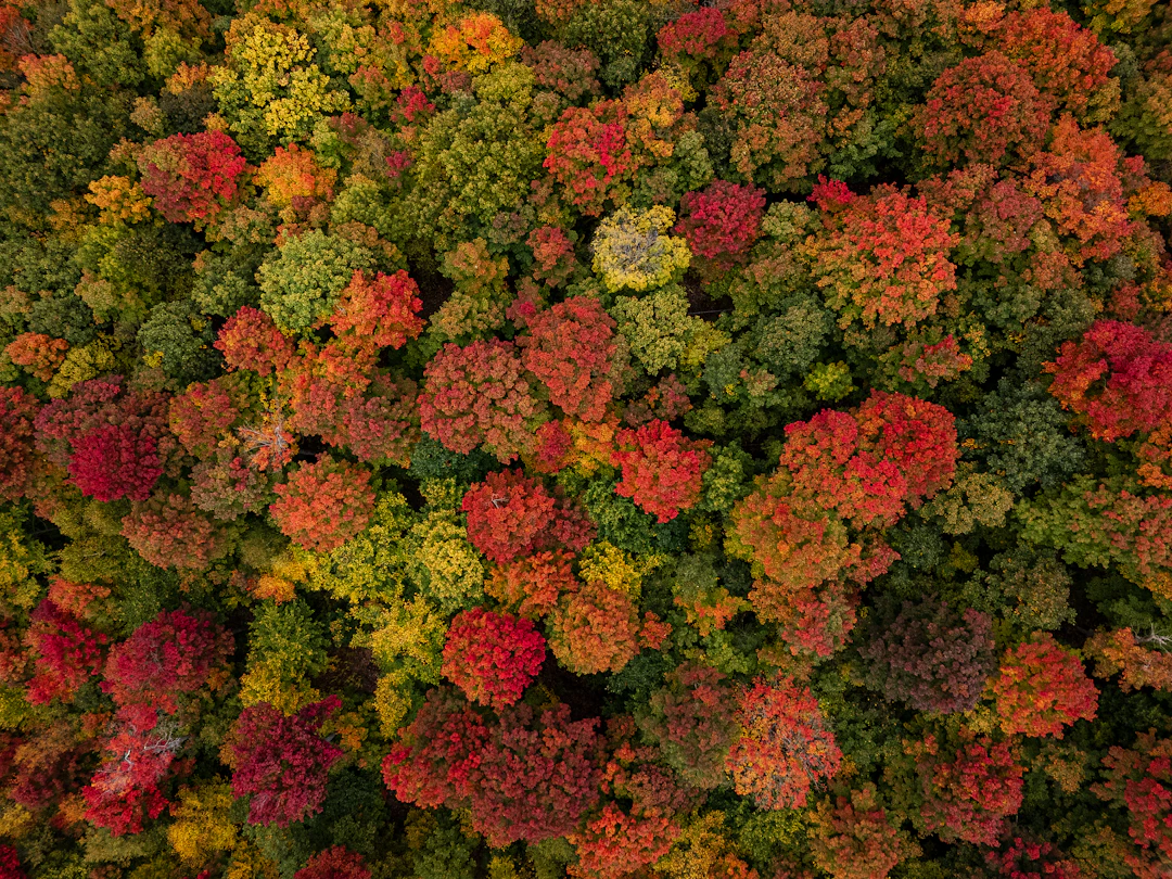 Canopée forestière rouge et or vue du ciel